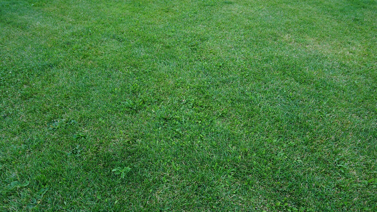 lawn, grass, green-2660221.jpg